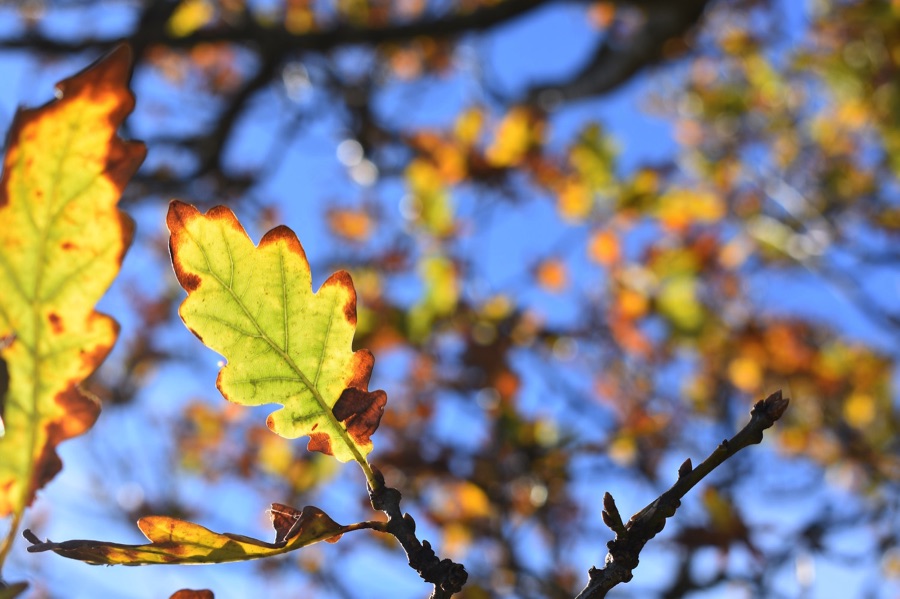 Oak leaf